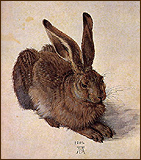 Junger Feldhase, Aquarell von Albrecht Duerer