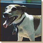 Jack Russel