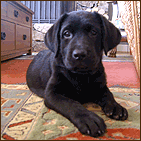 Talulah my little Labrador girl 