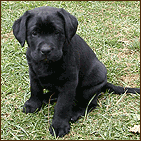 Tatanka my Labrador girl 