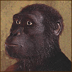 australopithecus afarensis 